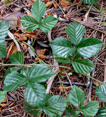 image of Rubus hispidus, Swamp Dewberry, Bristly Dewberry