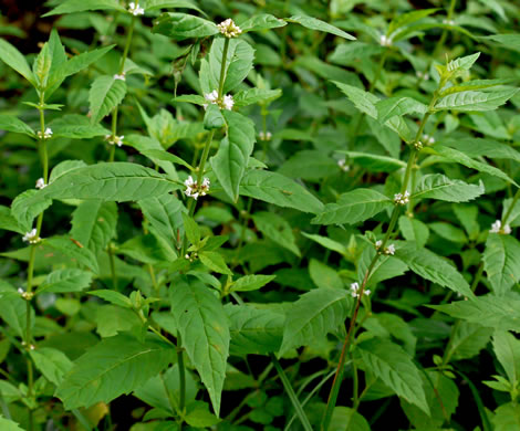 image of Lycopus virginicus, Virginia Bugleweed, Virginia water horehound