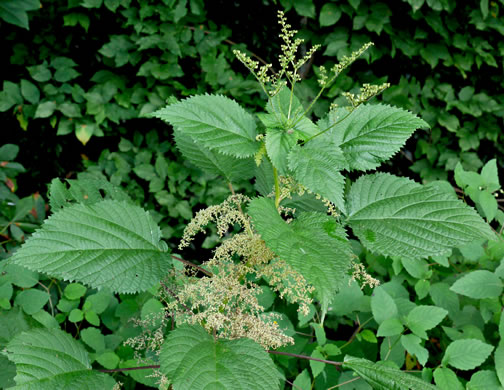 image of Laportea canadensis, Canada Wood-nettle