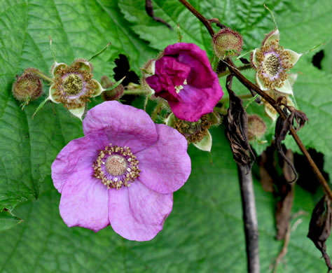 image of Rubacer odoratum, Purple Flowering-raspberry, Thimbleberry, Eastern Mapleleaf-raspberry