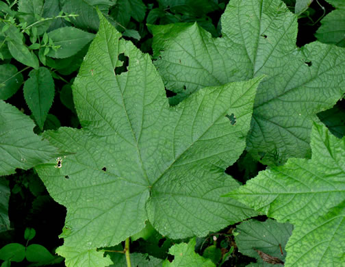 image of Rubacer odoratum, Purple Flowering-raspberry, Thimbleberry, Eastern Mapleleaf-raspberry