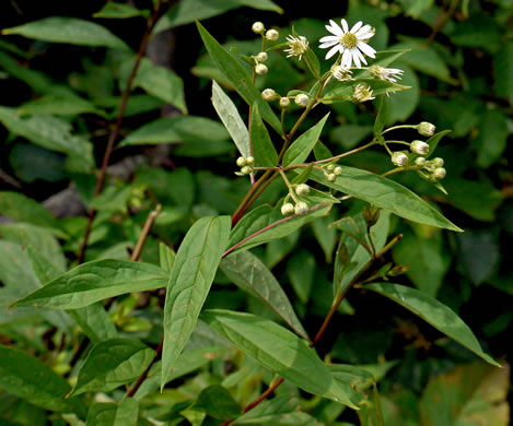 image of Doellingeria umbellata var. umbellata, Northern Tall Flat-top White Aster, Northern Tall Whitetop Aster, Northern Tall Flat-top Aster