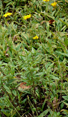 image of Coreopsis pubescens var. pubescens, Common Hairy Coreopsis, Star Tickseed