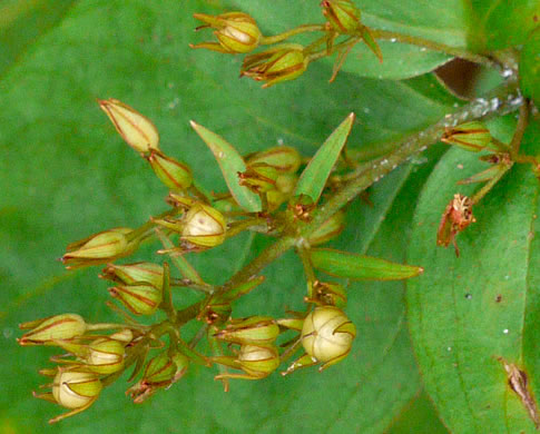 image of Lysimachia fraseri, Fraser's Loosestrife