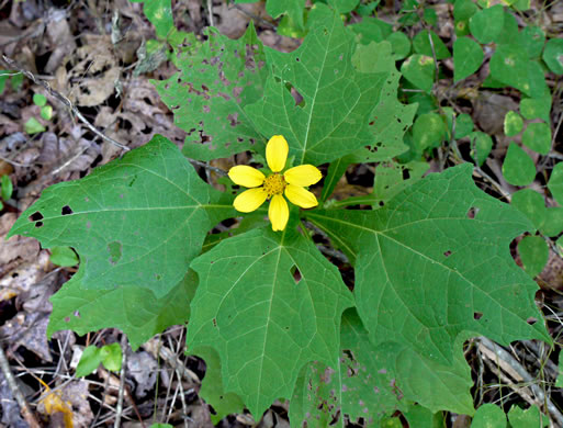 image of Smallanthus uvedalia, Bearsfoot, Hairy Leafcup, Yellow Leafcup