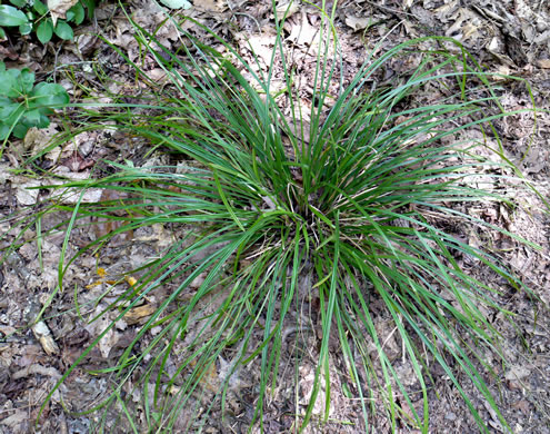 image of Scleria triglomerata, Tall Nutrush, Stone-rush, Whip Nutrush