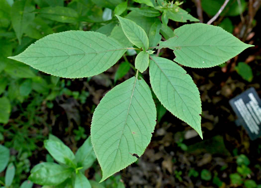 image of Clethra acuminata, Mountain Sweet-pepperbush, Cinnamonbark, Cinnamon Clethra, Mountain White-alder