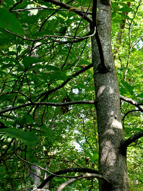 image of Magnolia tripetala, Umbrella Magnolia, Umbrella-tree