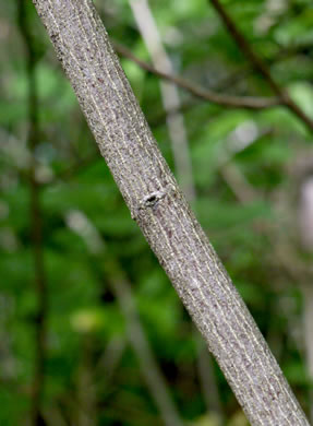 image of Staphylea trifolia, Bladdernut