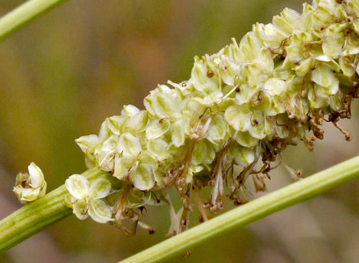 image of Sanguisorba canadensis, Canada Burnet, American Burnet, White Burnet