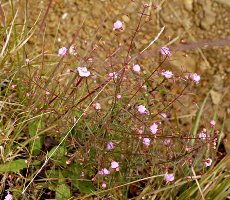 image of Agalinis tenuifolia, Common Gerardia, Slenderleaf Agalinis, Slender False Foxglove, Slender Gerardia