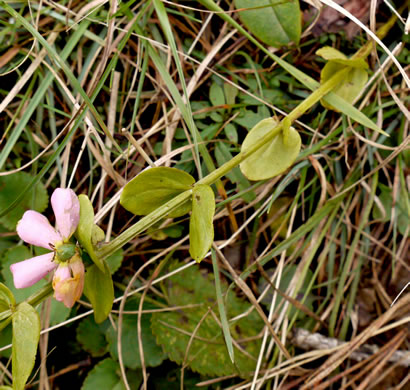 image of Sabatia angularis, Rose-pink, Bitterbloom, Common Marsh-pink, American Centaury