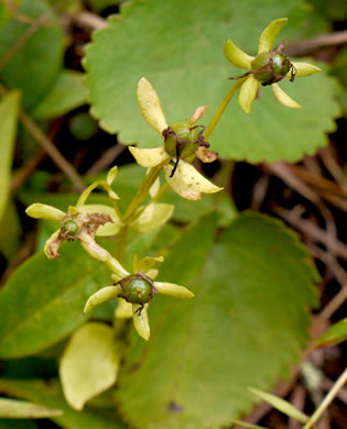 image of Sabatia angularis, Rose-pink, Bitterbloom, Common Marsh-pink, American Centaury