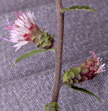 image of Liatris scariosa, Northern Blazing-star