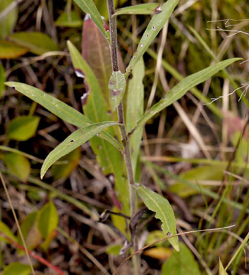 image of Liatris scariosa, Northern Blazing-star