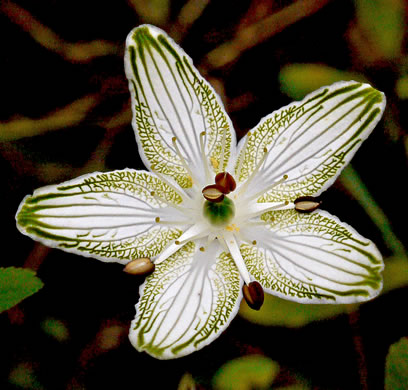 image of Parnassia grandifolia, Bigleaf Grass-of-Parnassus, Limeseep Parnassia