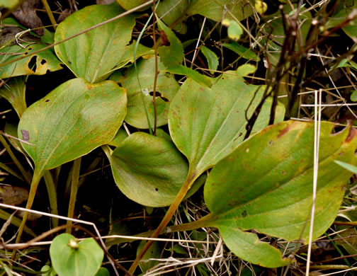 image of Parnassia grandifolia, Bigleaf Grass-of-Parnassus, Limeseep Parnassia