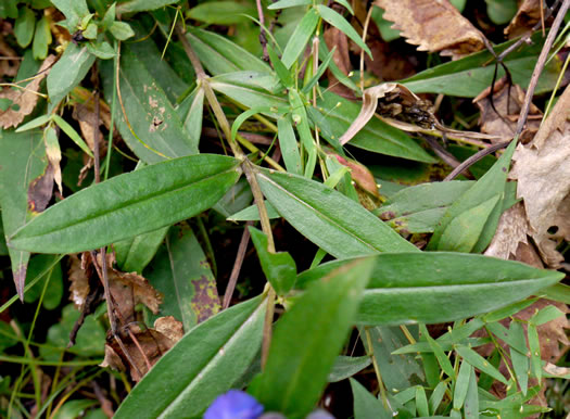 image of Gentiana saponaria, Soapwort Gentian, Harvestbells