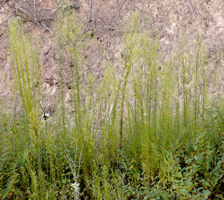 image of Erigeron pusillus, Southern Horseweed