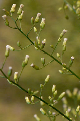 image of Erigeron pusillus, Southern Horseweed