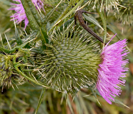 image of Cirsium vulgare, Bull Thistle