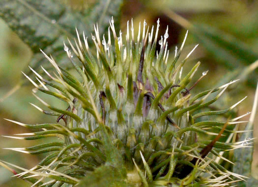 image of Cirsium vulgare, Bull Thistle