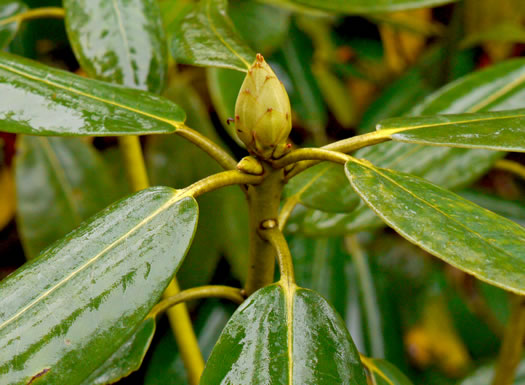 image of Rhododendron catawbiense, Catawba Rhododendron, Mountain Rosebay, Purple Laurel, Pink Laurel