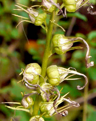 image of Lobelia cardinalis var. cardinalis, Cardinal Flower