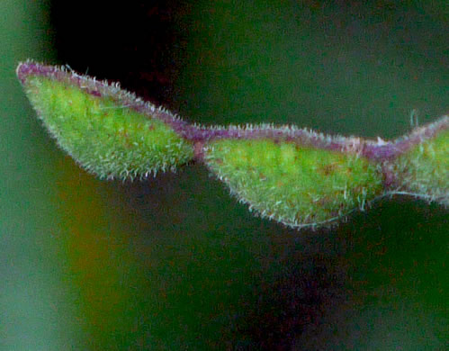 image of Desmodium viridiflorum, Velvety Tick-trefoil, Velvety Tick-clover