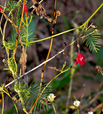 image of Ipomoea quamoclit, Cypress-vine