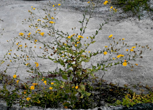 image of Heterotheca subaxillaris, Camphorweed