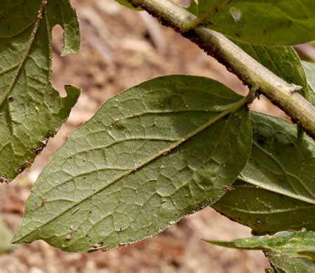 image of Solidago petiolaris var. petiolaris, Downy Ragged Goldenrod, Downy Goldenrod