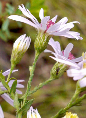 image of Symphyotrichum undulatum, Wavyleaf Aster