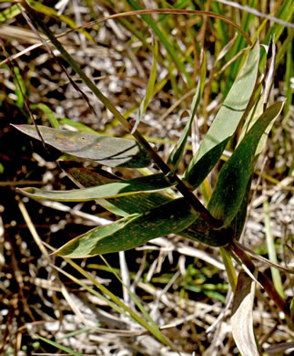 image of Gymnopogon ambiguus, Eastern Skeletongrass, Eastern Beardgrass, Bearded Skeletongrass, Broadleaf Beardgrass