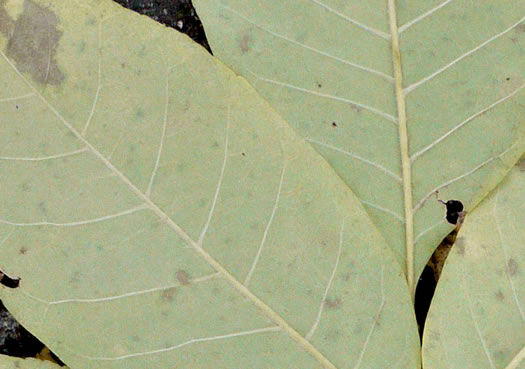 image of Fraxinus biltmoreana, Biltmore Ash, Biltmore White Ash