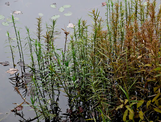 image of Dulichium arundinaceum var. arundinaceum, Threeway Sedge