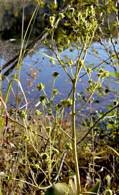 image of Silphium reniforme, Ragged Rosinweed, Kidneyleaf Rosinweed