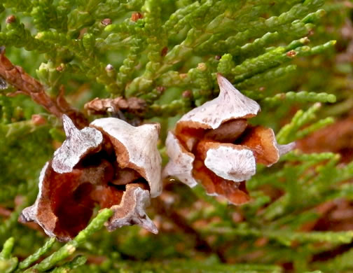 image of Platycladus orientalis, Oriental Arborvitae, Tree-of-life