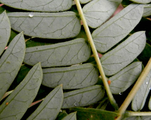 image of Albizia julibrissin, Mimosa, Silktree, Albizia