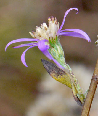 image of Symphyotrichum concolor var. concolor, Eastern Silvery Aster