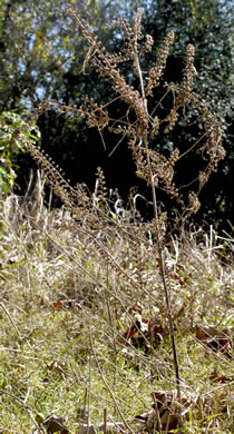 image of Perilla frutescens, Beefsteak-plant, Perilla