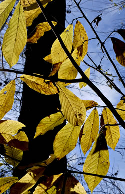 image of Asimina triloba, Common Pawpaw, Indian-banana