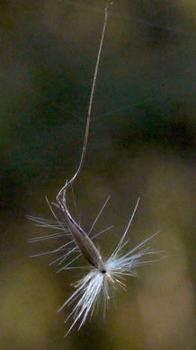 image of Erianthus contortus, Bent-awn Plumegrass