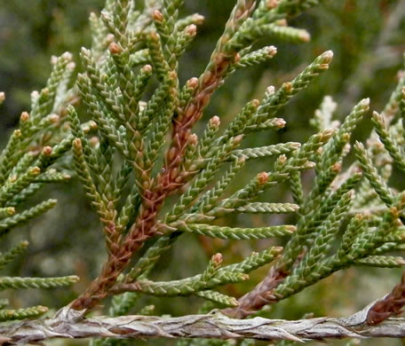 Eastern Red Cedar