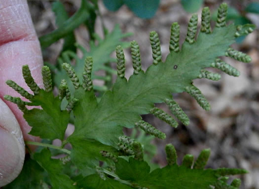 image of Lygodium japonicum, Japanese Climbing Fern