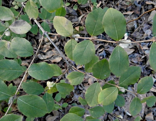 image of Lonicera fragrantissima, Sweet-breath-of-spring, Winter Honeysuckle