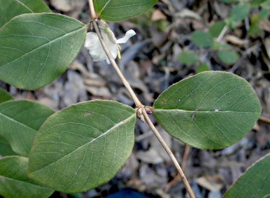 image of Lonicera fragrantissima, Sweet-breath-of-spring, Winter Honeysuckle