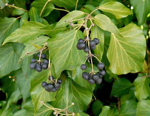 image of Hedera helix var. helix, English Ivy, Common Ivy