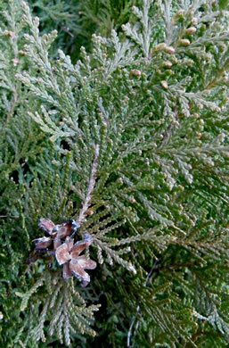 image of Platycladus orientalis, Oriental Arborvitae, Tree-of-life