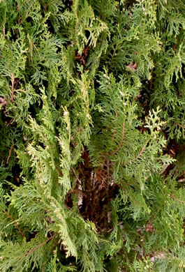 image of Platycladus orientalis, Oriental Arborvitae, Tree-of-life